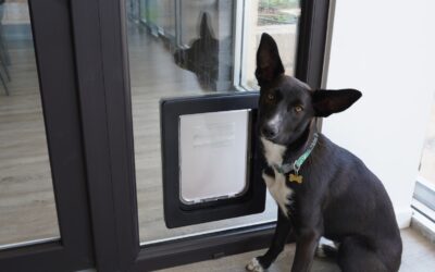 Guide to choosing the perfect dog/cat door